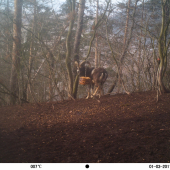 Muflonik na krmovisku