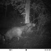 diviačik na lízanke