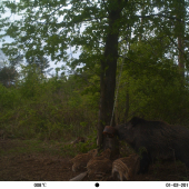 kukuričná lízanka