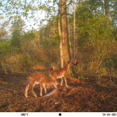 muflončatá ma lízanke