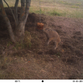 diviačik na maškrte...