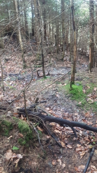 Osmorak pekne na lezovisku