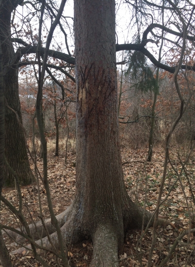 moze to byt od medveda ??