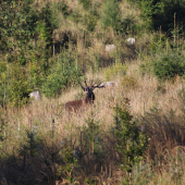 Jelení říje 16.9.