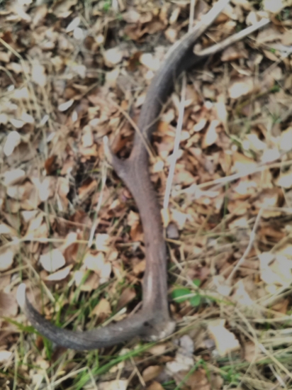 môj prvý spiatočník