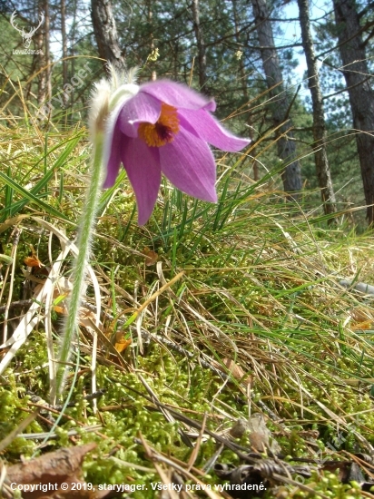 Poniklec slovenský