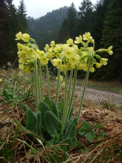 Prvosienky pri ceste