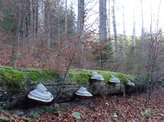 Nejedlé, ale pekné