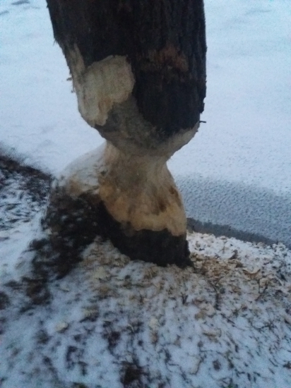 Dielo bobra na Pocuvadlianskom  jazere