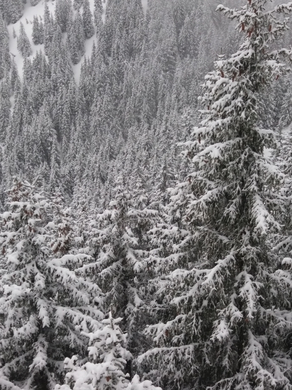 Alpské  