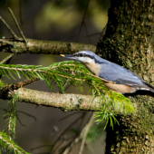 Brhlík obyčajný..
