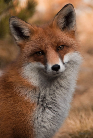 Tatranská líštička..