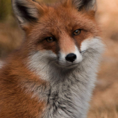 Tatranská líštička..