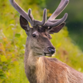 Blízke stretnutie..