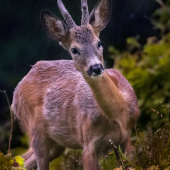 Srnec v daždi..