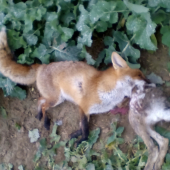 Pytliactvo tu nestrpim.