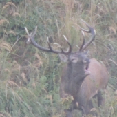 Ruja v Slanskych Vrchoch