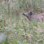 Stretko cestou k jelenom