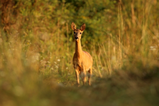 Srna lesná; lat. Capreolus capreolus