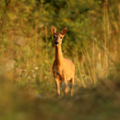 Srna lesná; lat. Capreolus capreolus