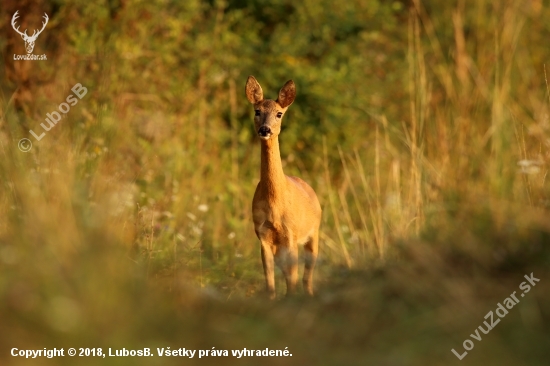 Srna lesná; lat. Capreolus capreolus