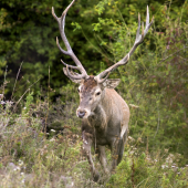 Jelení kráľ - ruja 2018