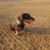 Bára z Agátovej doliny