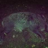 Kanček