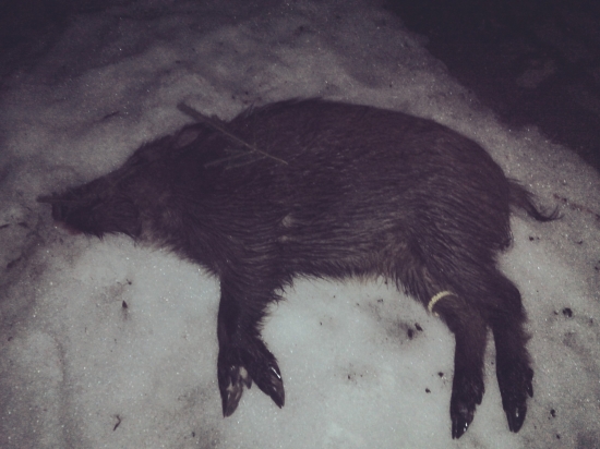 Trocha nečakaný úlovok.