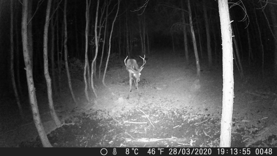 Nepravidelný osmorák