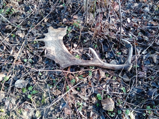 Nedeľná prechádzka