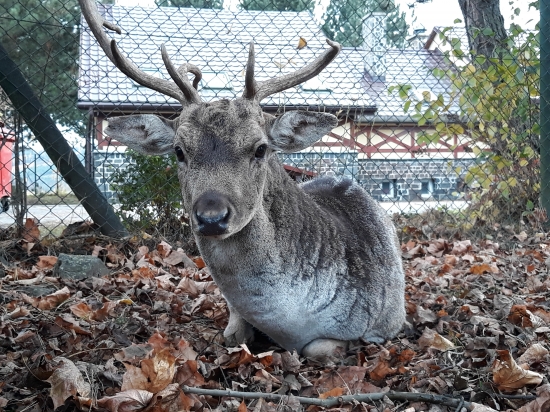 Poobedňajšia siesta