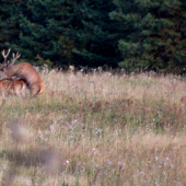Vášnivé vzplanutie