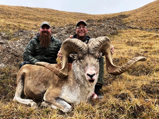 Ovca Marco polo - Argali