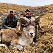 Ovca Marco polo - Argali