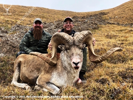 Ovca Marco polo - Argali