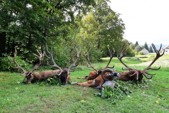 Poľovačka na kapitálneho jeleňa  v Chorvátsku.