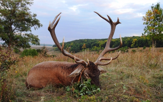 Lov jelena lesného v Rusku