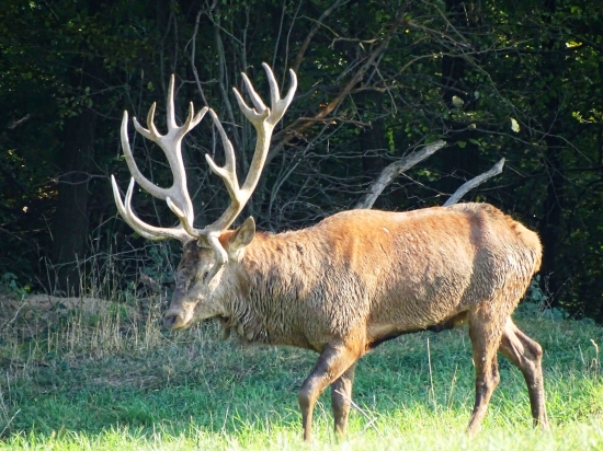 odhadnete vek jeleňa ?