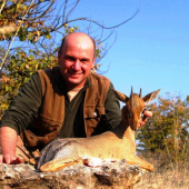 Dik-dik Damara