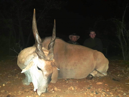 Antilopa Losia / Eland kapský