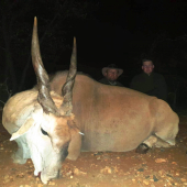 Antilopa Losia / Eland kapský
