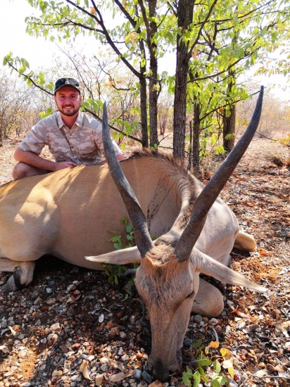 Livingston Eland - antilopa losia