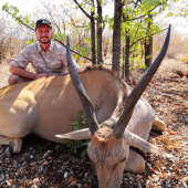 Livingston Eland - antilopa losia