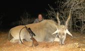 Antilopa Losia / Eland kapský - trofejný býk