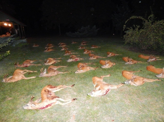 srnčia ruja  v plnom prúde