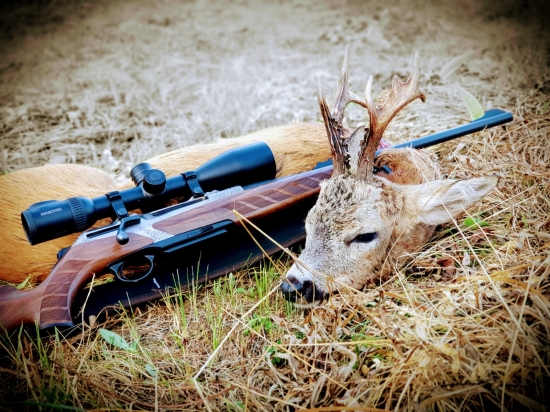 srnčia ruja  v plnom prúde