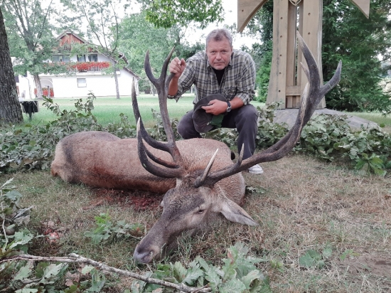 Jelenia ruja začala