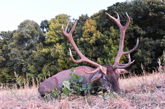 Jelen s trofejou 10,3 kg