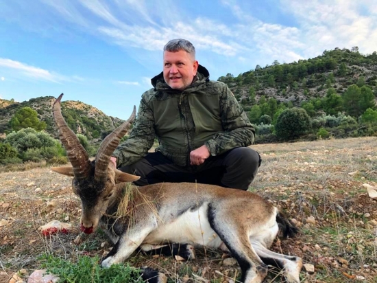 Kozorožec Beceite - 4 ročný